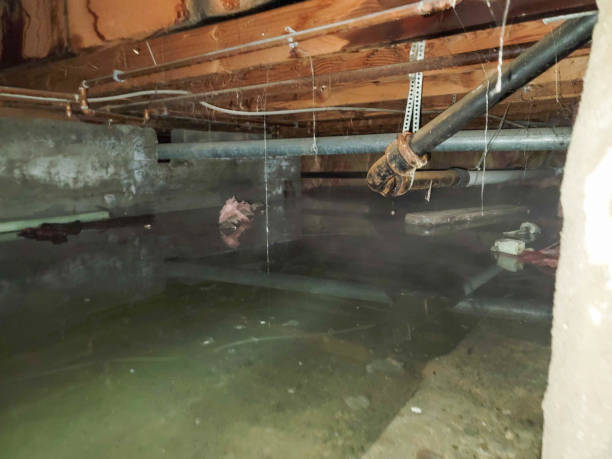 Best Professional water damage repair  in Blaine, MN